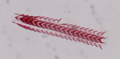 Flabellina nobilis