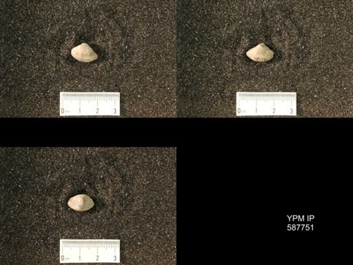 Whitfieldella oblata