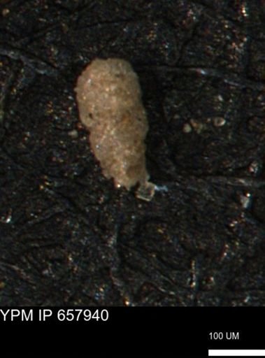 Verneuilinoides kansasensis