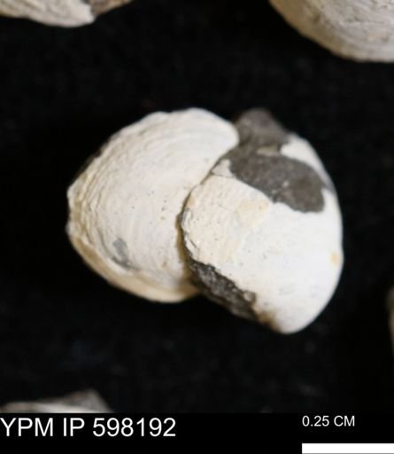 Limopsis striatopunctatus