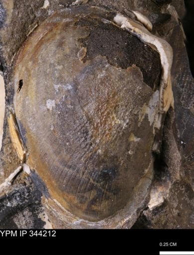 undet. Bivalvia