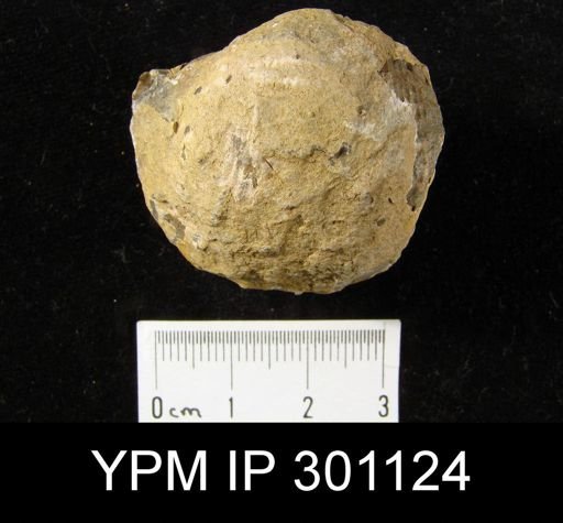Productus sp.