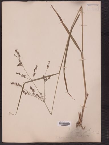Panicum virgatum