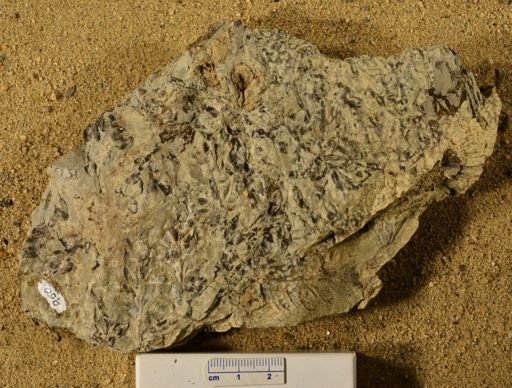 Triphyllopteris rarinervis