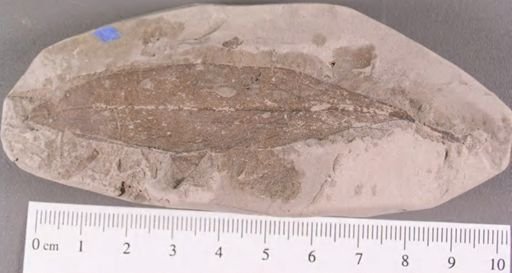 Andromeda parlatorii