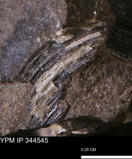 undet. Bivalvia