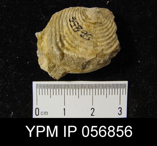 Leptaena rhomboidalis