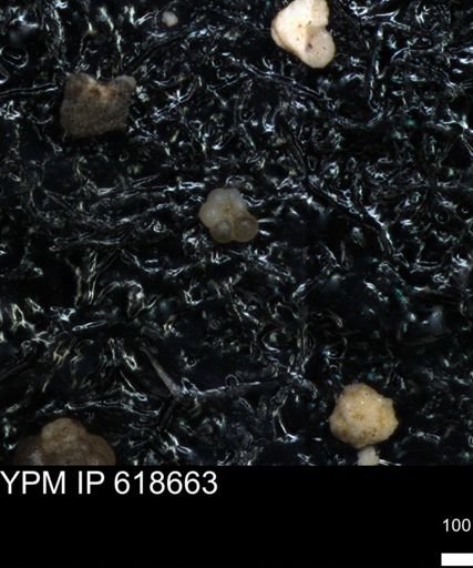 undet. Foraminiferida