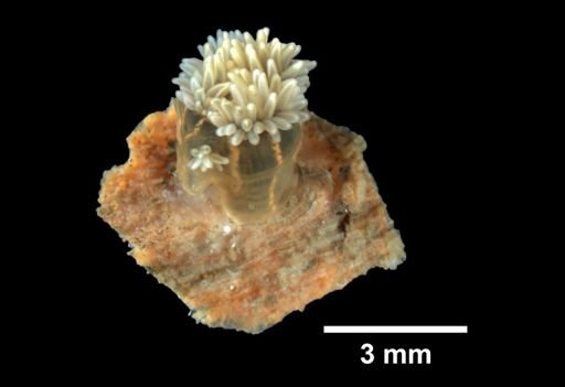 Diadumene lineata