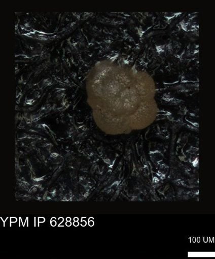 undet. Foraminiferida