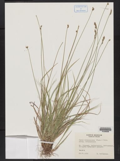 Carex brunnescens brunnescens