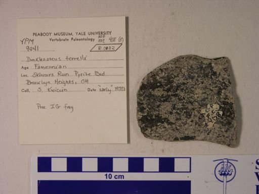 Crocodylidae