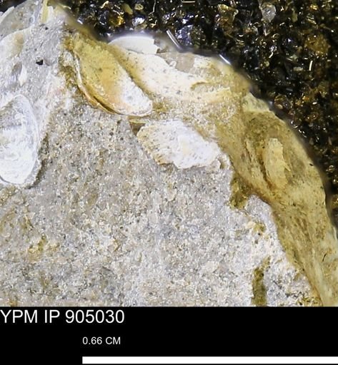 undet. Mollusca