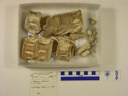 Xiphactinus audax