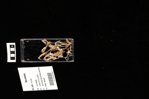Rana clamitans