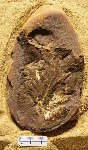 Aphlebia
