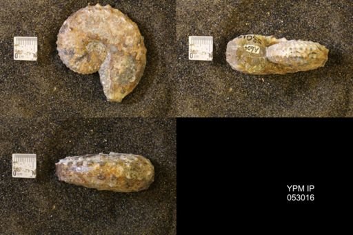 Discoscaphites gulosus