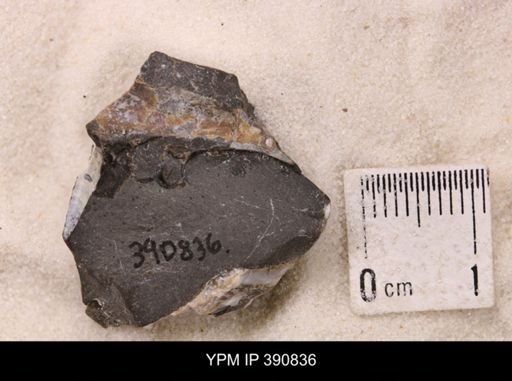 Baculites sp.