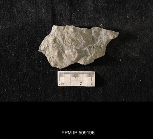 Sowerbyella sp.