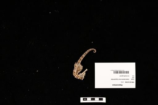 Hippocampus