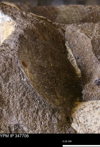 undet. Bivalvia