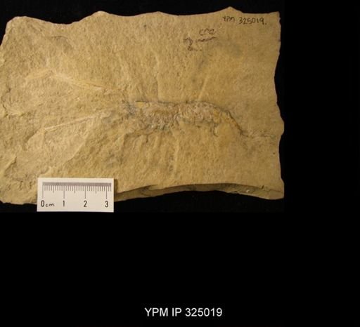 Mecochirus longimanatus