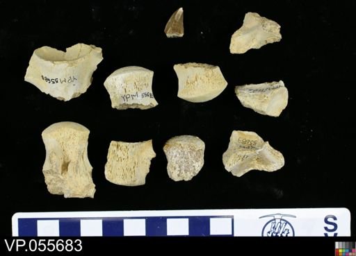 Clidastes sp.