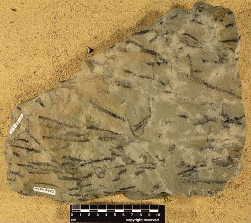 Sawdonia ornata