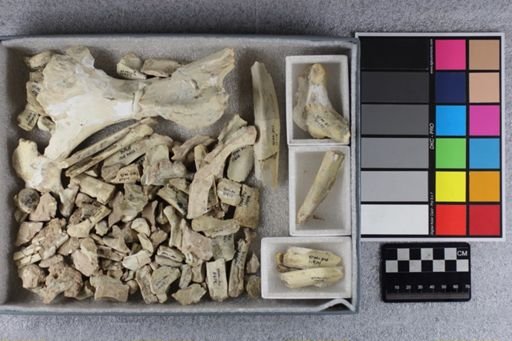 Hyracodon nebraskensis