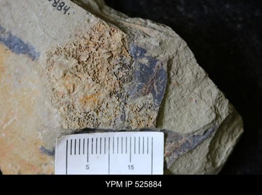 undet. Echinodermata