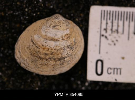 Limopsis striatopunctatus