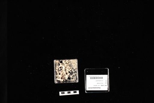 Phyllomedusa bicolor