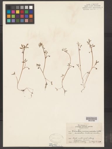 Floerkea proserpinacoides