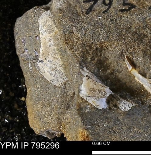 Cucullaea sp.