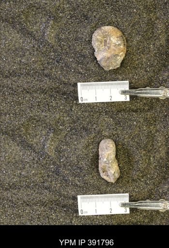 Scaphites whitfieldi