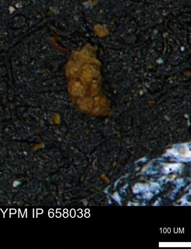 Verneuilinoides hectori