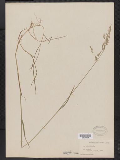 Poa trivialis