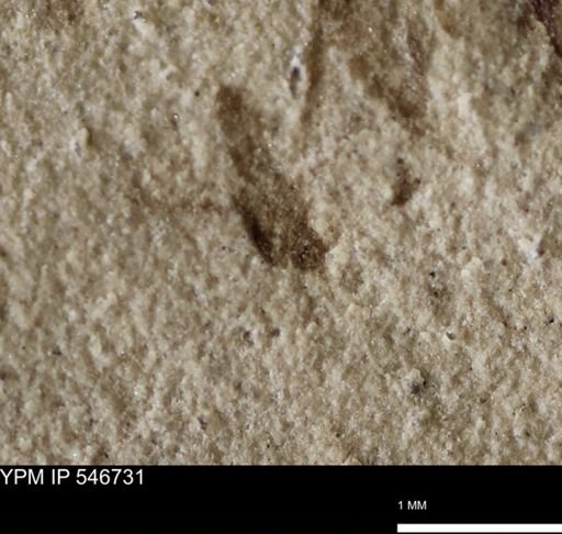 undet. Diptera