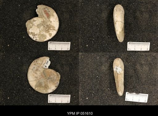 Hoploscaphites nicolletii