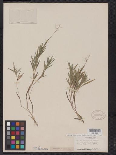 Panicum lanuginosum