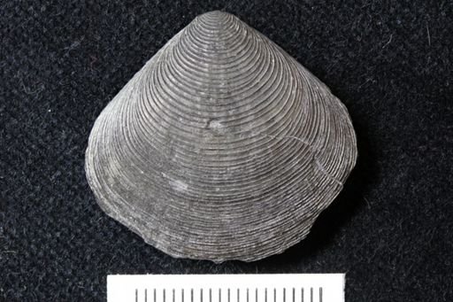 Trigonoglossa kentuckyensis