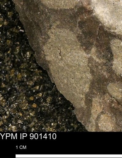 Teredo sp.