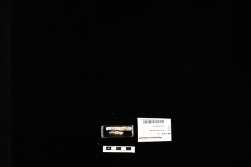 Rhacophorus reinwardtii