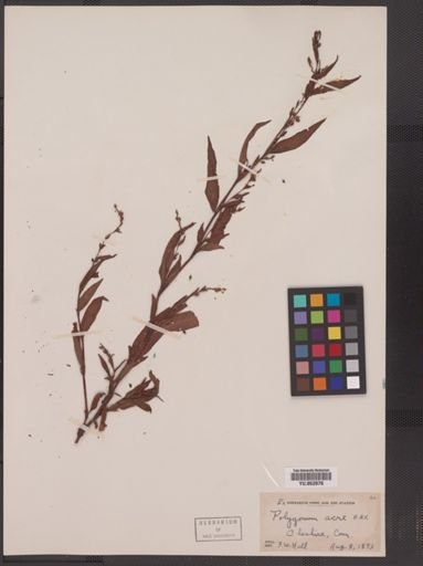 Polygonum punctatum