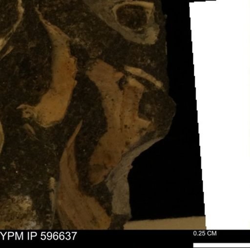 undet. Mollusca