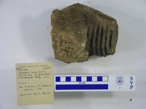Elephas namadicus