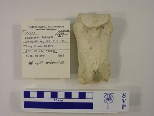 Teleoceras fossiger