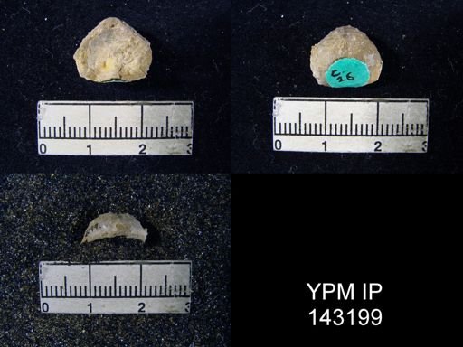 Marginifera ornata