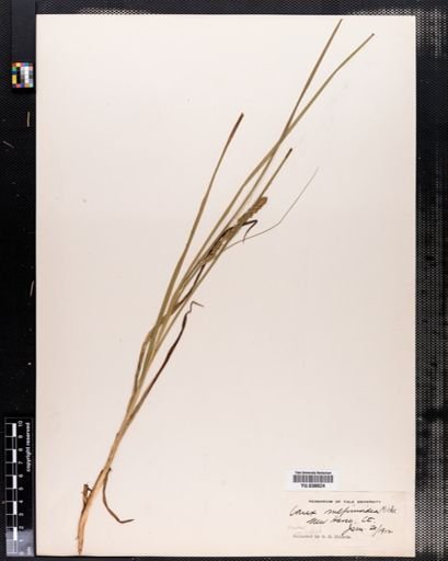 Carex vulpinoidea