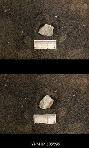 Cyrtolites ornatus